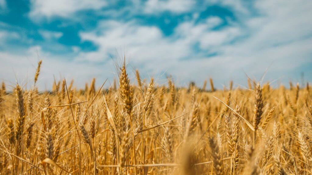 Champ de blé doré sous un ciel bleu avec des nuages, symbolisant les raisons de soutenir l'Ukraine.